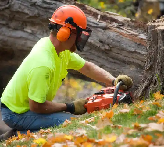 tree services Olive Branch